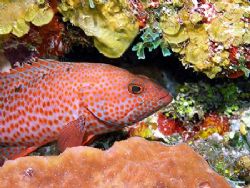 rock cod grouper family)image taken in cozumel(mexico) du... by Simon Morton 